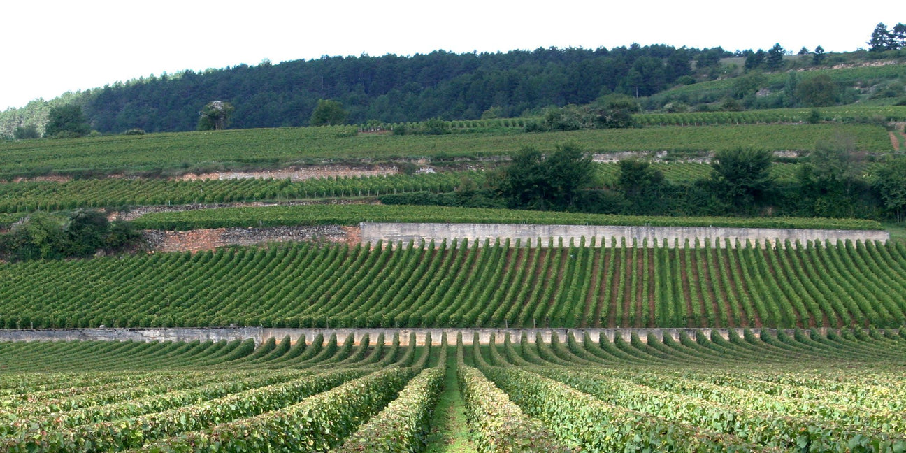 Burgundy - De Wine Spot | DWS - Drams/Whiskey, Wines, Sake