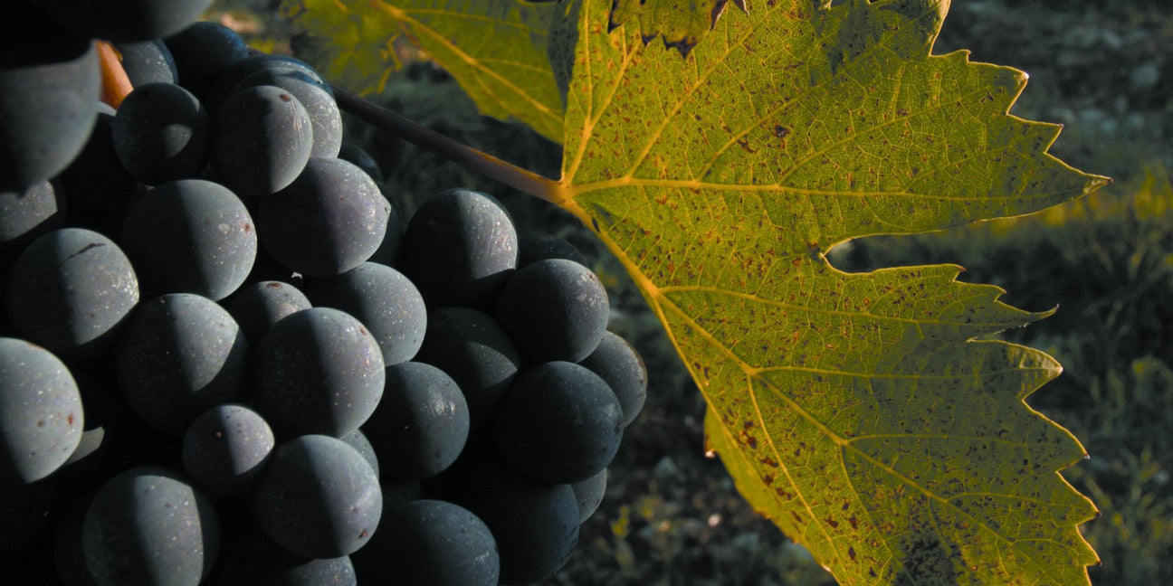 Sangiovese - De Wine Spot | DWS - Drams/Whiskey, Wines, Sake