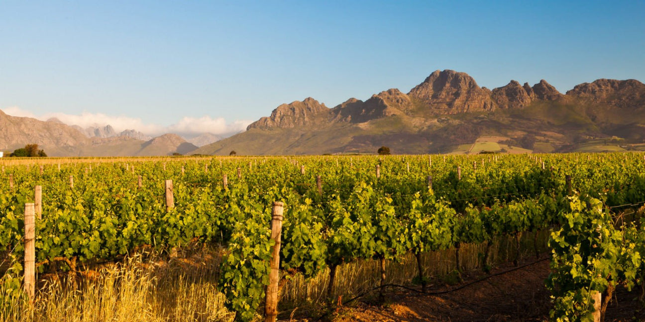 South Africa - De Wine Spot | DWS - Drams/Whiskey, Wines, Sake