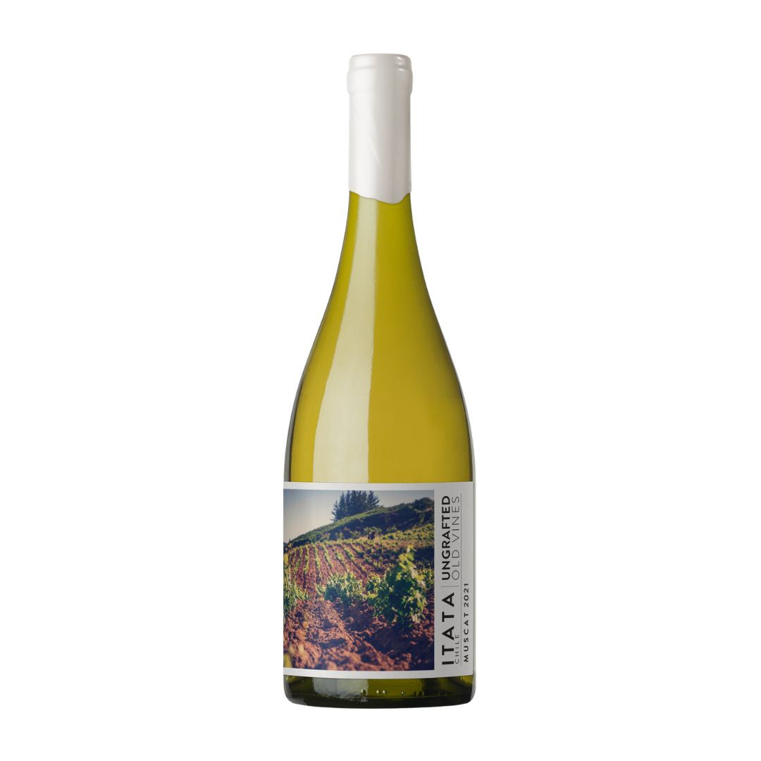 Ungrafted Muscat Itata Valley | Free Shipping on orders $400+