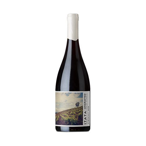 Ungrafted Cinsault Itata Valley | Free Shipping on orders $400+
