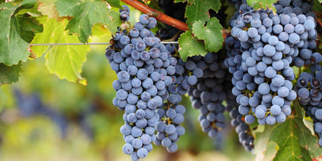 Cabernet Sauvignon - De Wine Spot | DWS - Drams/Whiskey, Wines, Sake