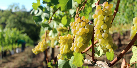 Chardonnays - De Wine Spot | DWS - Drams/Whiskey, Wines, Sake