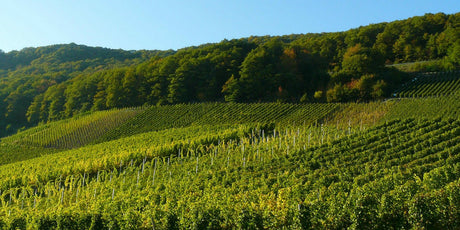 Discover New York Wines - De Wine Spot | DWS - Drams/Whiskey, Wines, Sake