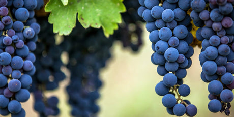 Aglianico - De Wine Spot | DWS - Drams/Whiskey, Wines, Sake