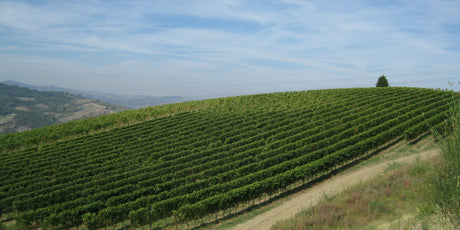 Emilia Romagna - De Wine Spot | DWS - Drams/Whiskey, Wines, Sake