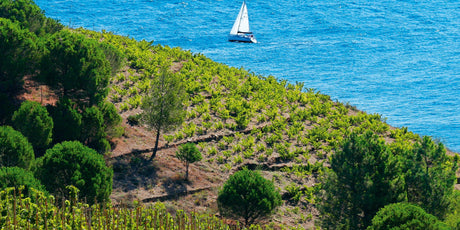 Languedoc Roussillon - De Wine Spot | DWS - Drams/Whiskey, Wines, Sake