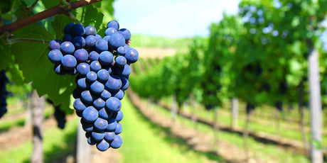 Malbecs - De Wine Spot | DWS - Drams/Whiskey, Wines, Sake