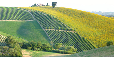 Marche - De Wine Spot | DWS - Drams/Whiskey, Wines, Sake