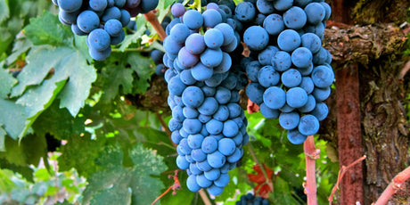 Merlot - De Wine Spot | DWS - Drams/Whiskey, Wines, Sake