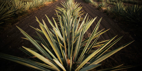 Mezcal - De Wine Spot | DWS - Drams/Whiskey, Wines, Sake