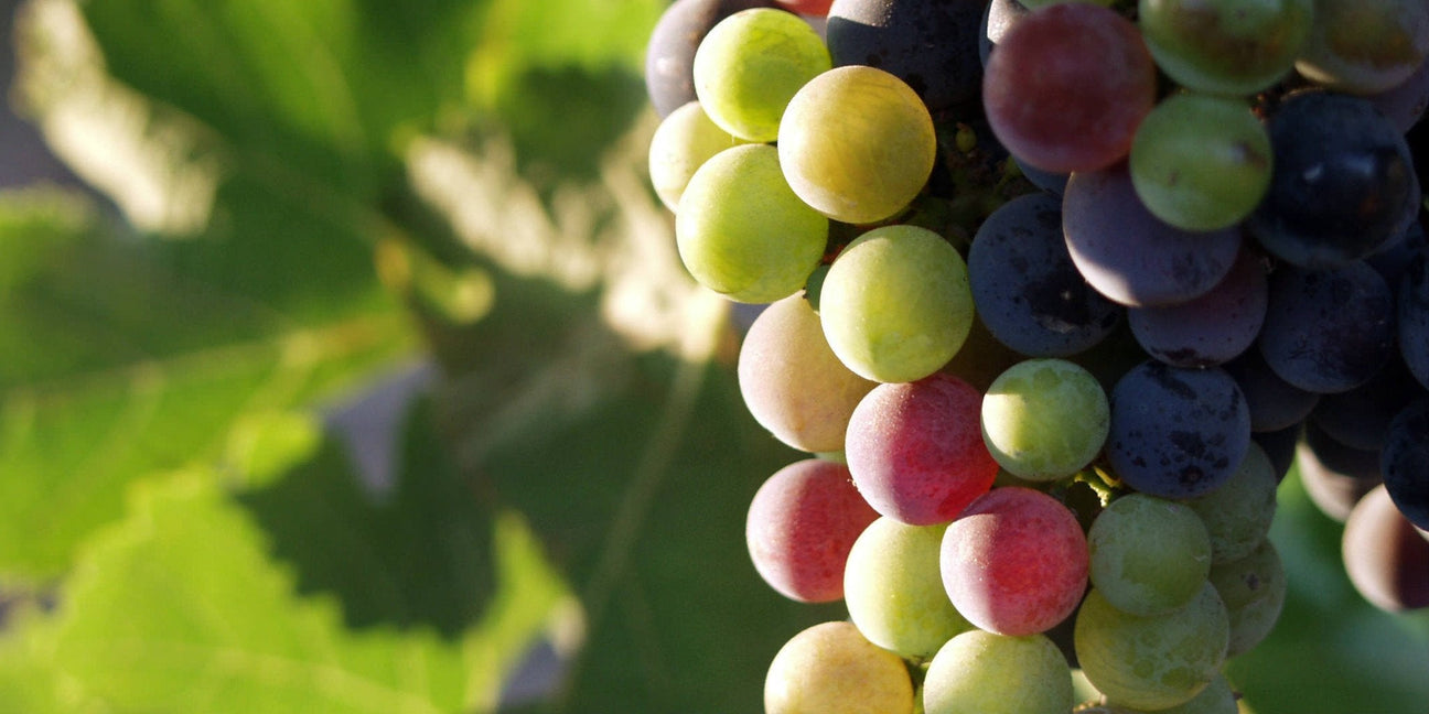 Other Grapes - De Wine Spot | DWS - Drams/Whiskey, Wines, Sake
