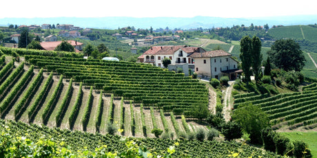 Piedmont - De Wine Spot | DWS - Drams/Whiskey, Wines, Sake