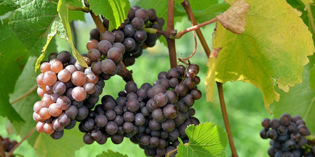 Pinot Grigios - De Wine Spot | DWS - Drams/Whiskey, Wines, Sake