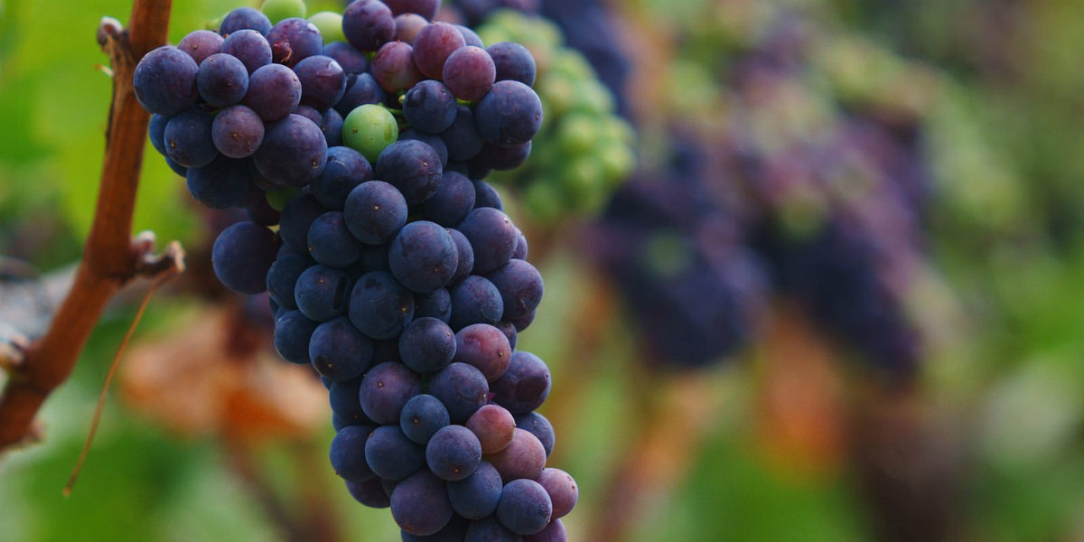 Pinot Noirs – De Wine Spot - Rare Spirits & Curated Wine Experts