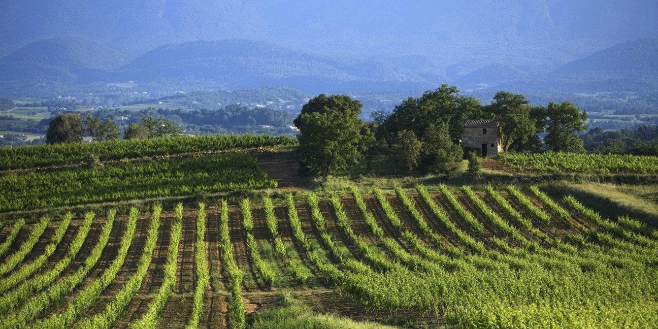 Provence - De Wine Spot | DWS - Drams/Whiskey, Wines, Sake