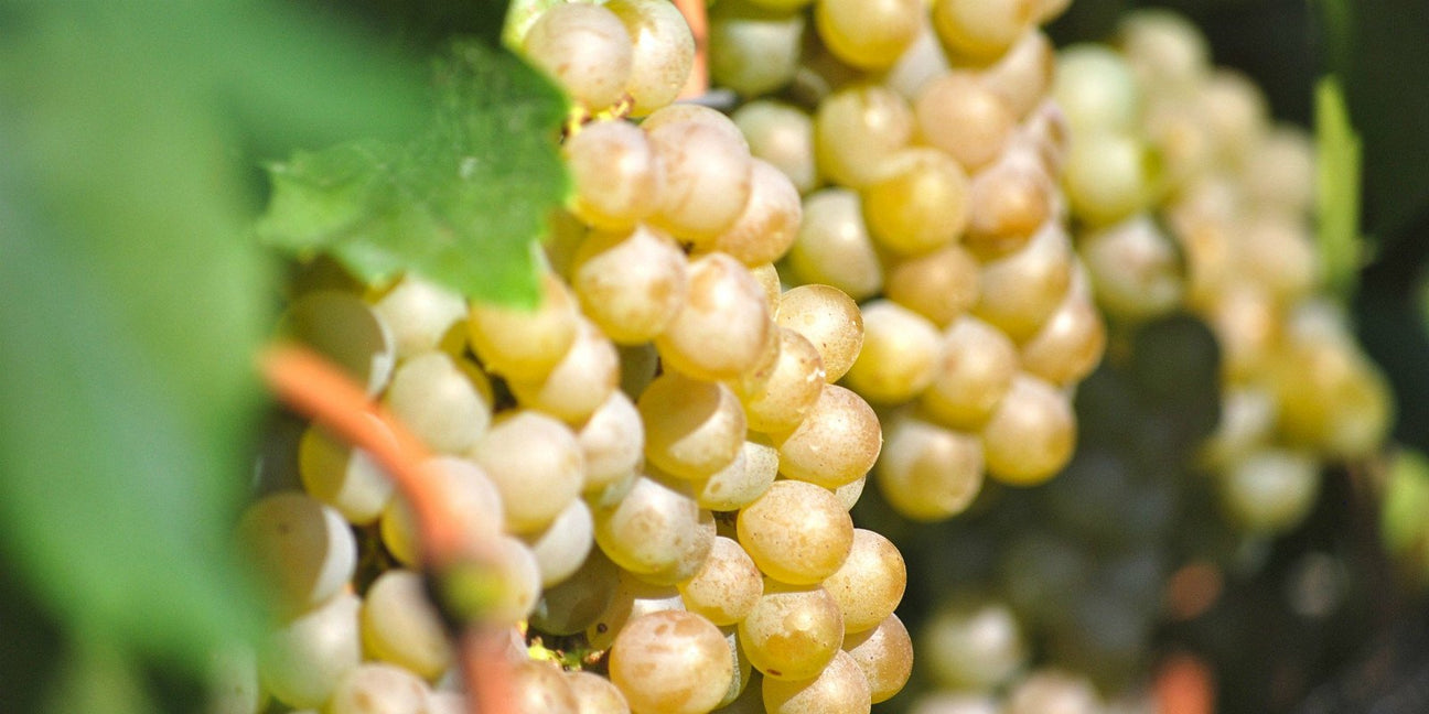 Sauvignon Blanc - De Wine Spot | DWS - Drams/Whiskey, Wines, Sake