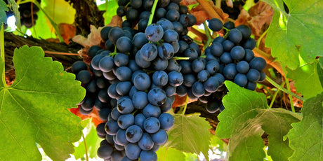 Shiraz - De Wine Spot | DWS - Drams/Whiskey, Wines, Sake