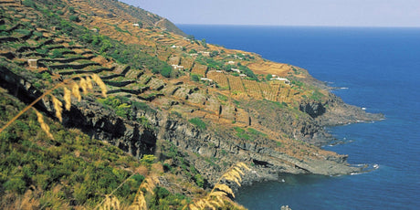 Sicily - De Wine Spot | DWS - Drams/Whiskey, Wines, Sake