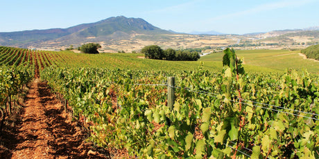 Spain - De Wine Spot | DWS - Drams/Whiskey, Wines, Sake