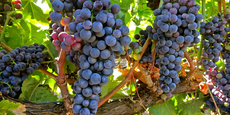 Tempranillo - De Wine Spot | DWS - Drams/Whiskey, Wines, Sake