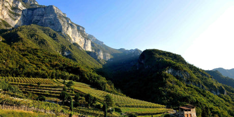 Veneto - De Wine Spot | DWS - Drams/Whiskey, Wines, Sake