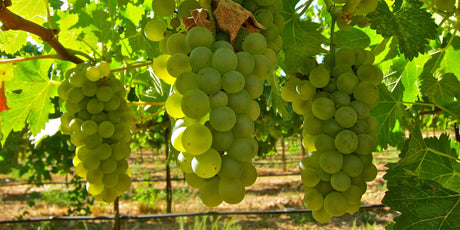 Viognier - De Wine Spot | DWS - Drams/Whiskey, Wines, Sake